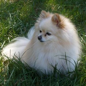 Meet your Posher, Reza